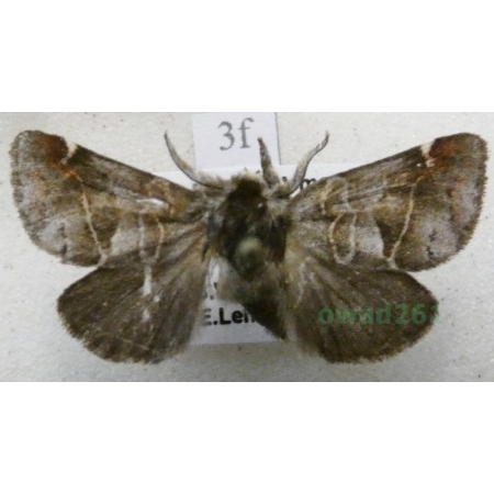 Clostera pigra (Hufnagel, 1766) male Wzjeżka spalica Czech3f